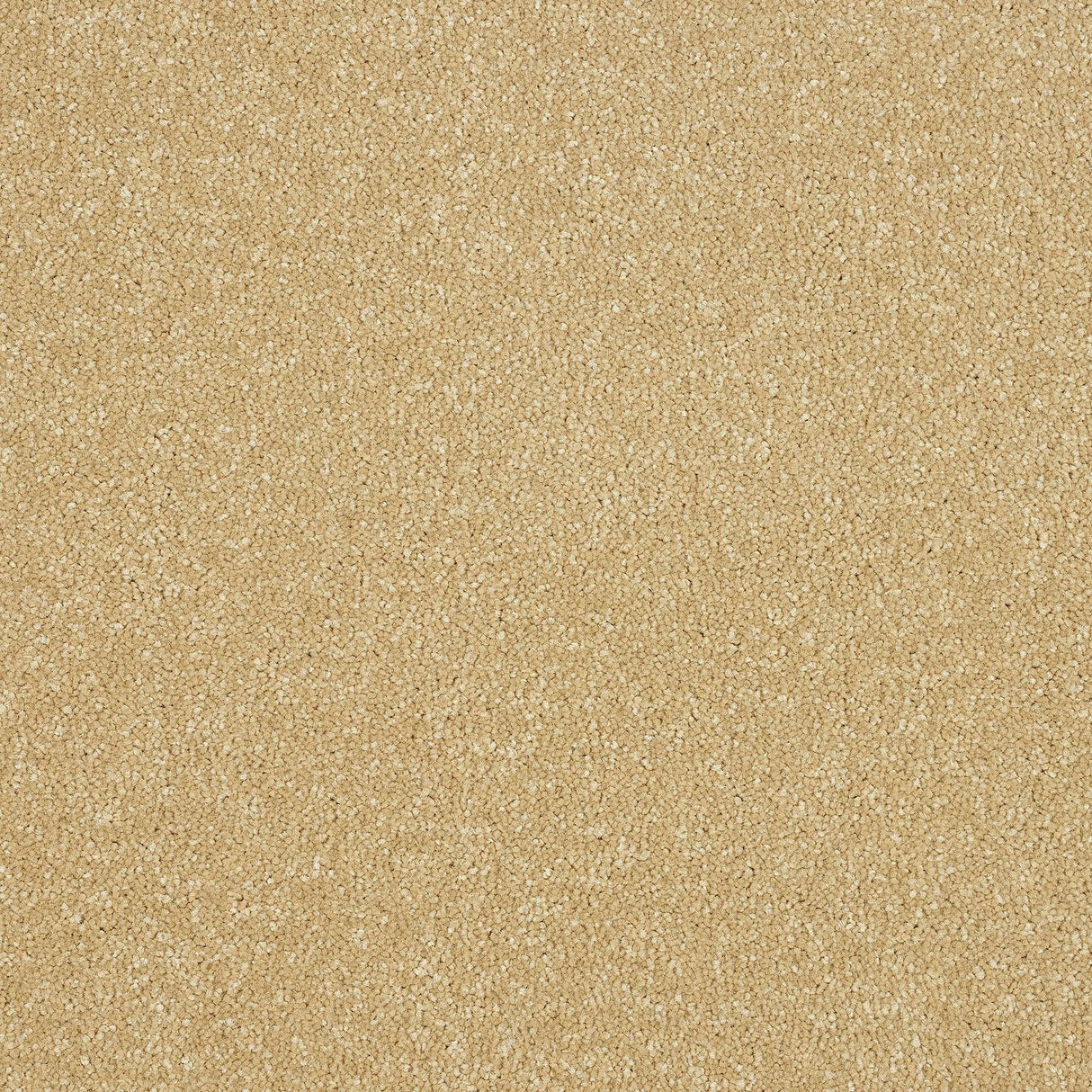 Abingdon Maximus - Honey Gold Carpet – by Abingdon Flooring – 1