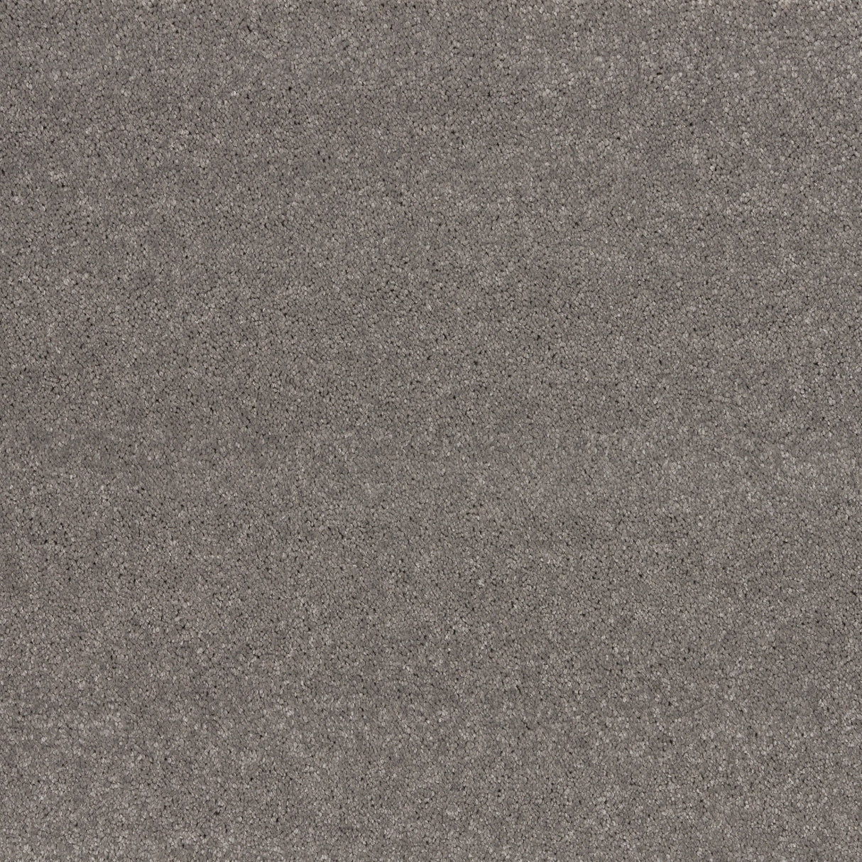 Ibexx Temperament soft short pile twist carpet in Confident Grey