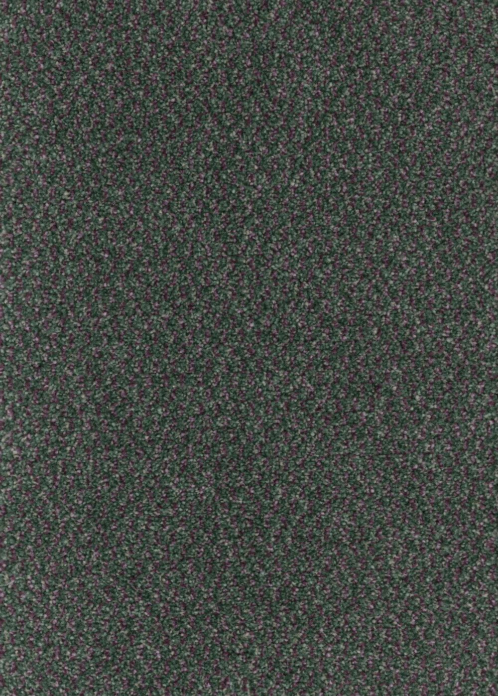 Furlongs Trident Tweed - Thistle Carpet – by Furlong Flooring – 1