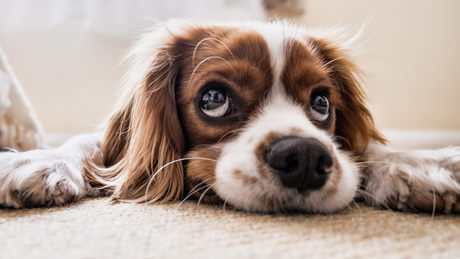 Dog on Carpet 