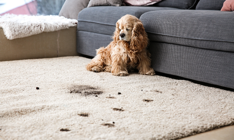 How to Clean a Deep Pile Carpet