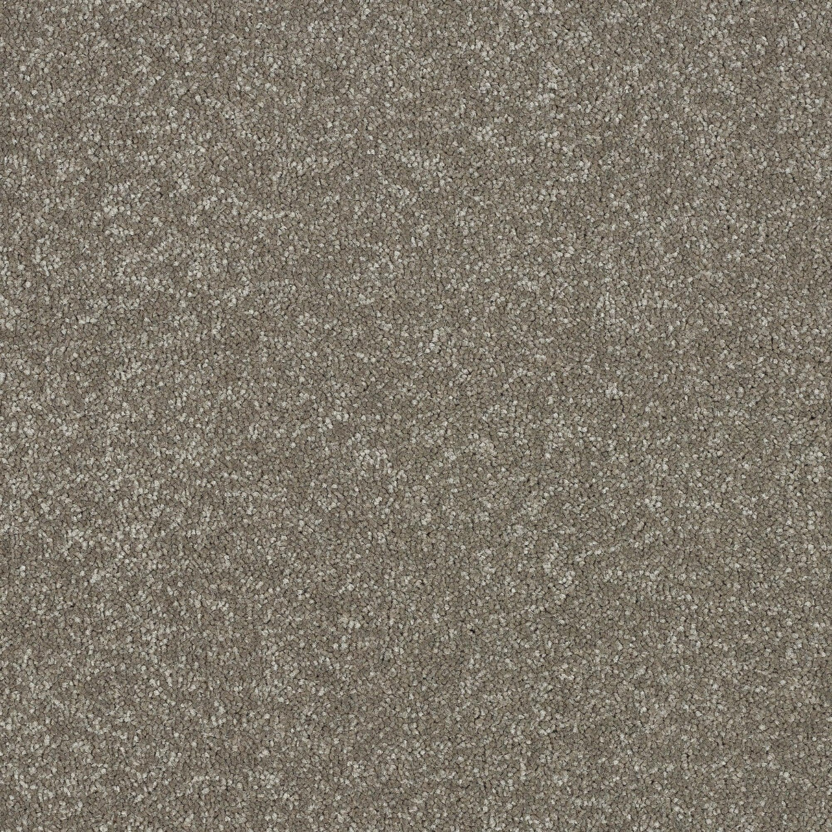 Abingdon Maximus - Velvet Crush Carpet