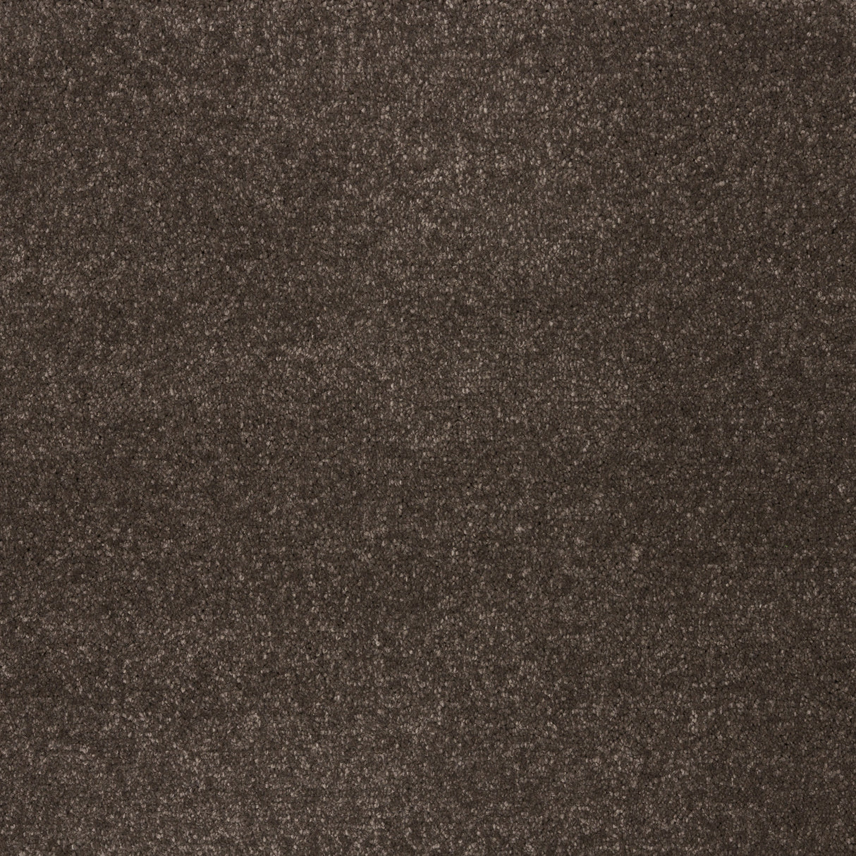 Ibexx Temperament soft short pile twist carpet for bedrooms in Confident Grey